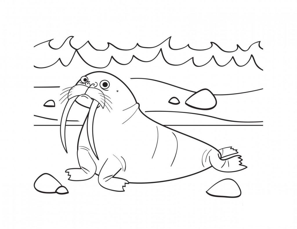 Free printable walrus coloring pages for kids coloring pages animal coloring pages toddler coloring book