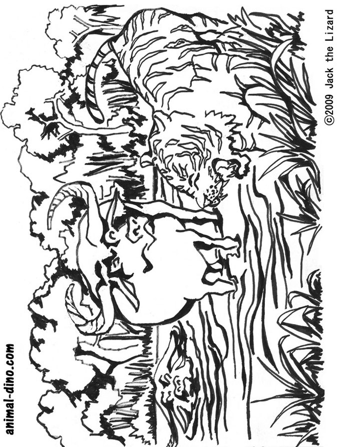 Animal coloring page water buffalo and tiger print size