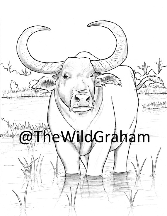 Wild graham water buffalo