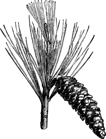 Vintage pine cone coloring page free printable coloring pages