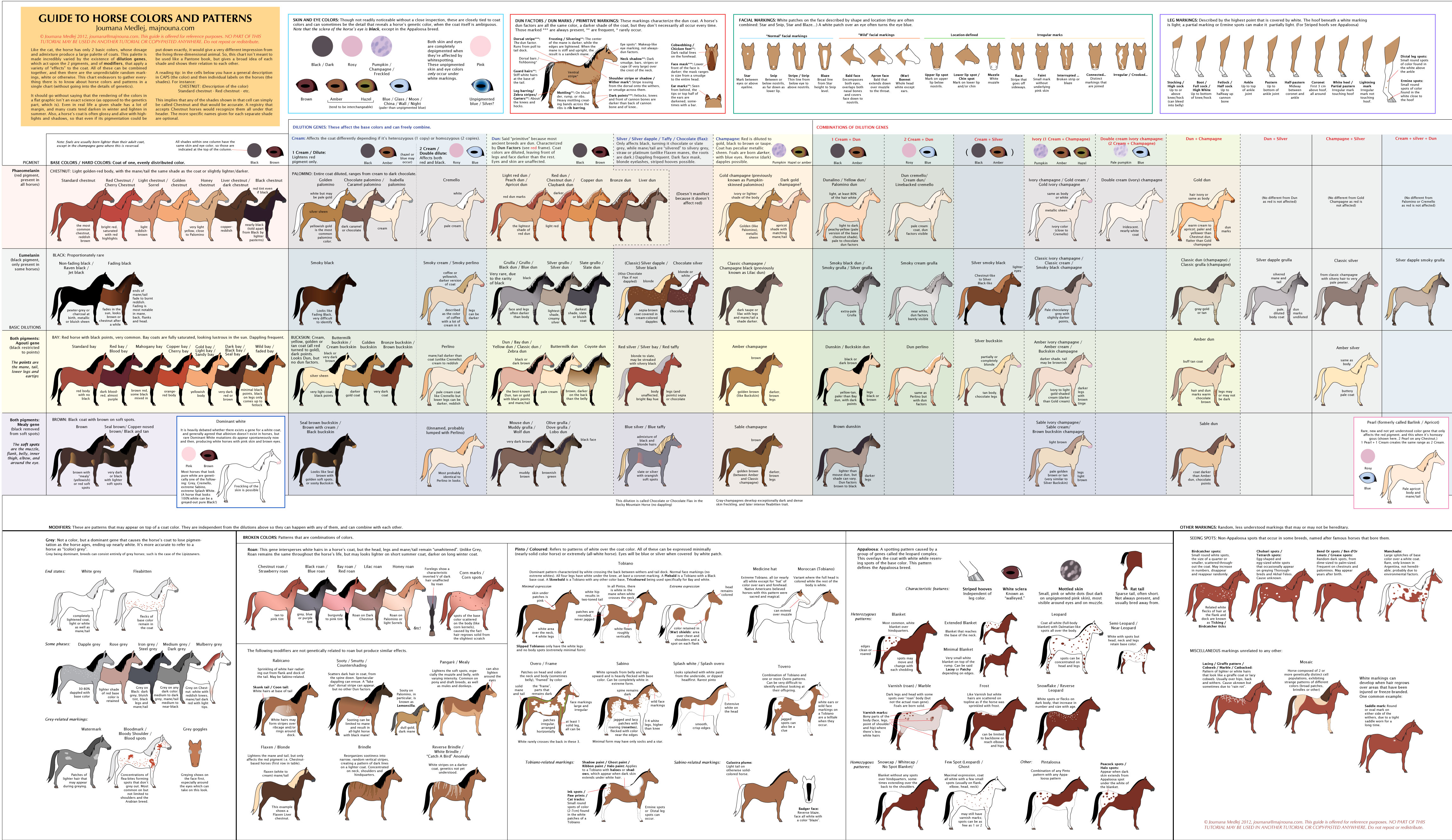 Guide to horse colors rcoolguides