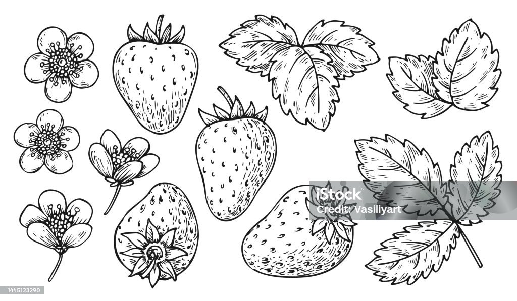 Strawberry berry leaf flower coloring book pin tag stock illustration