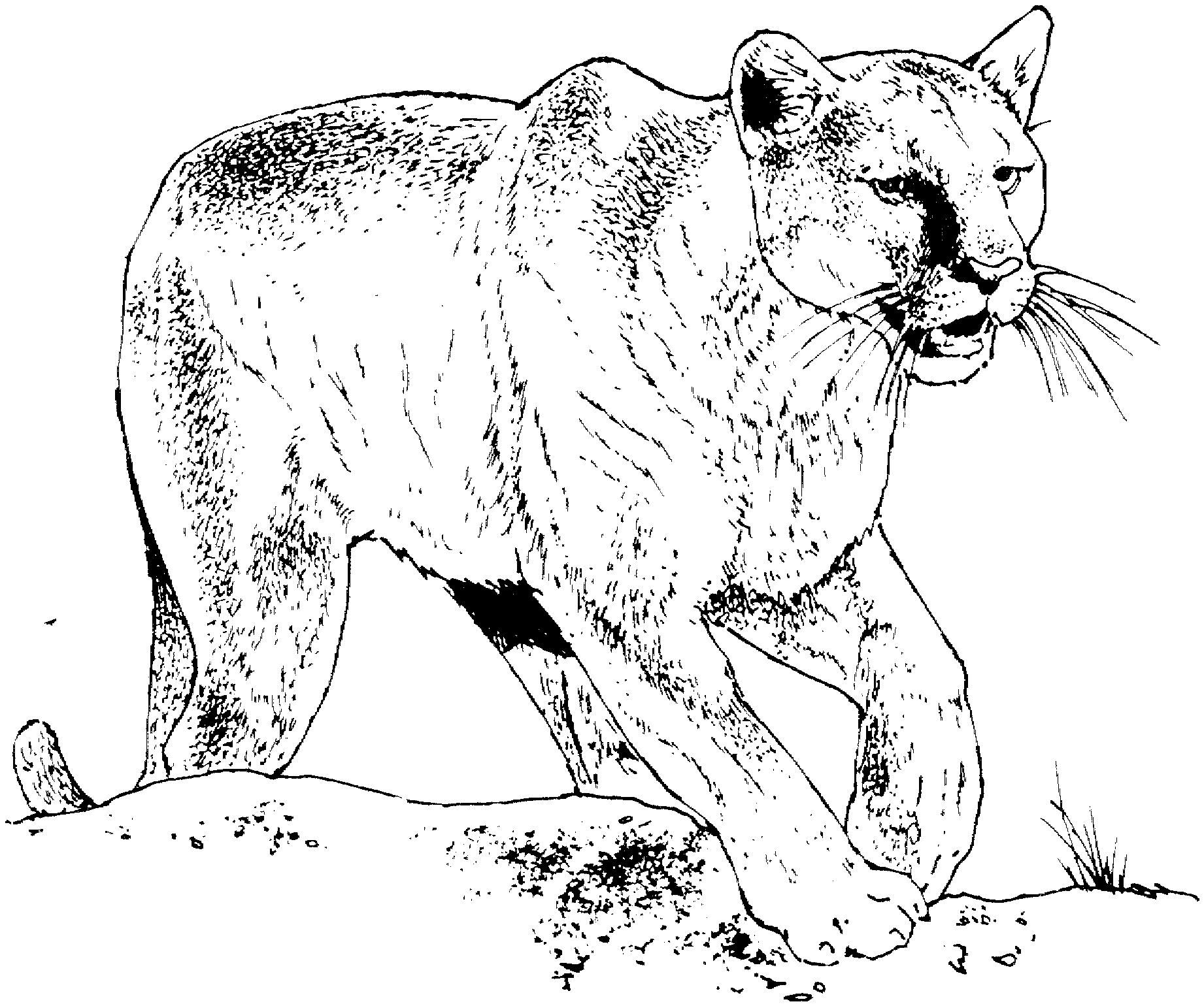 Big cat coloring pages