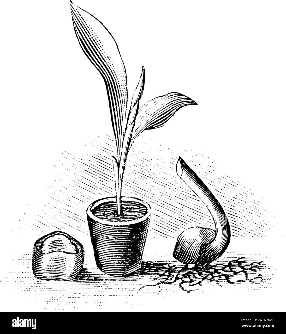 Sprouting black and white stock photos images