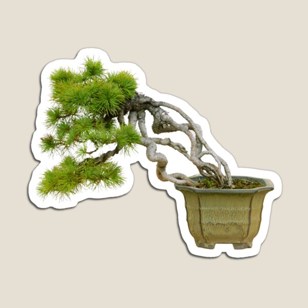Windswept fukinagashi bonsai tree magnet for sale by click