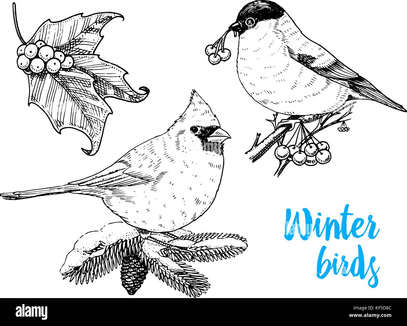 Winter cardinal bird stock vector images