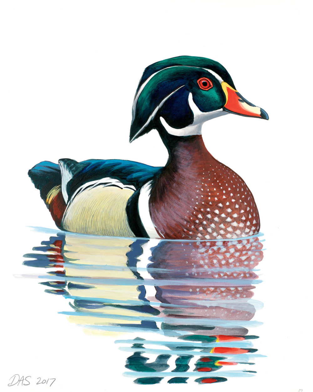 Wood duck print â sibley guides