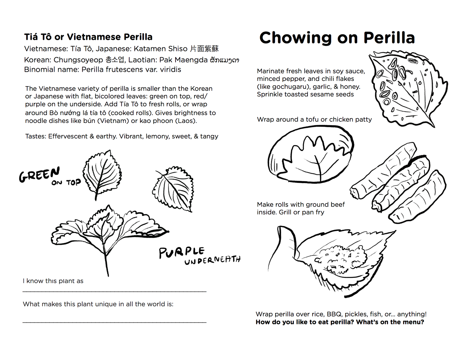 Perilla guide coloring book digital download â second generation seeds asian vegetable seeds