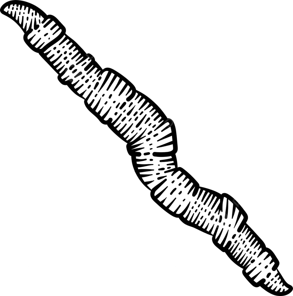 Worm animal coloring page for adult adult color colouring page vector animal drawing ring drawing worm drawing png and vector with transparent background for free download