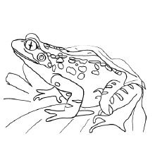 Poison dart frog sitting on a leaf pic to color free frog coloring pages animal templates frog template
