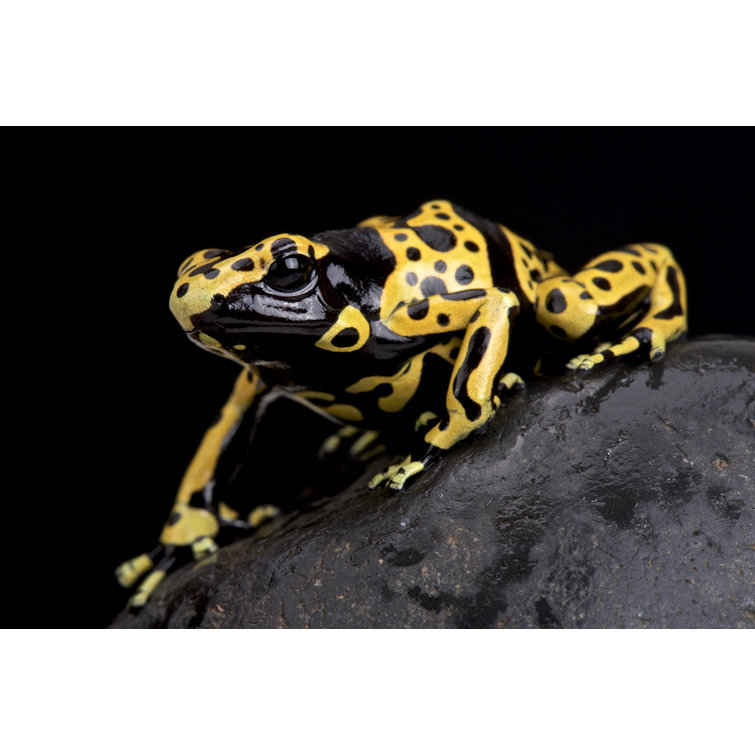 Ebern designs pericas yellow