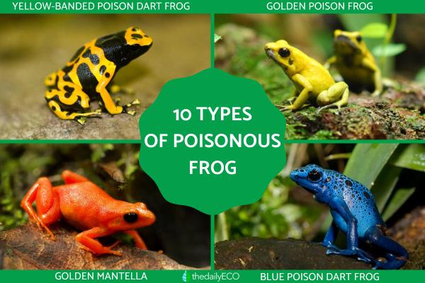 Types of poisonous frog species